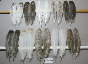 10 Pairs Turkey Wing Feathers, Amazing Feathers, Fly Tying Materials,(AMZ-298)