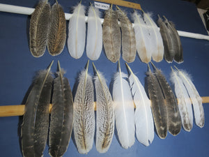 10 Pairs Turkey Wing Feathers, Amazing Feathers, Fly Tying Materials,(AMZ-298)