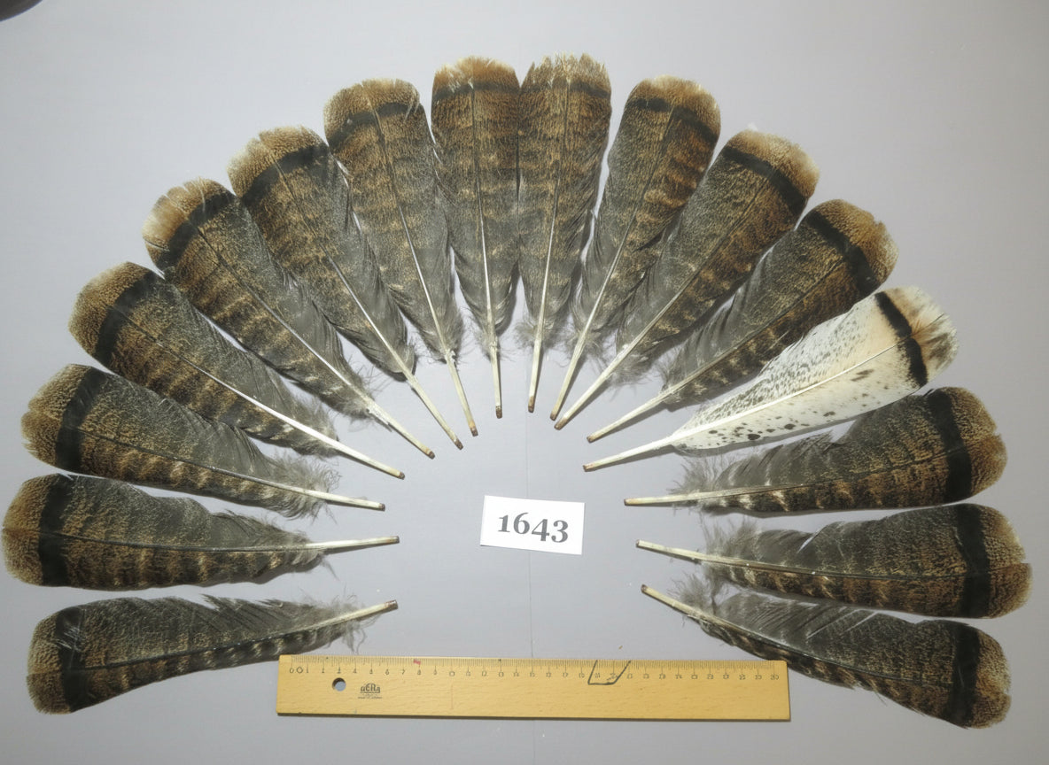 16 Pcs Brown Turkey Tail Feathers, Fly Tying Materials,Rare Feathers (1643)