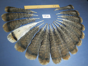 16 Pcs Brown Turkey Tail Feathers, Fly Tying Materials,Rare Feathers (1643)