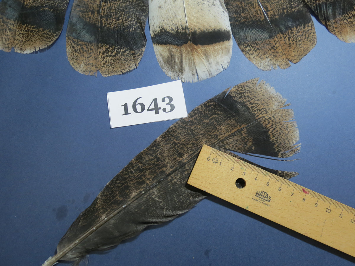 16 Pcs Brown Turkey Tail Feathers, Fly Tying Materials,Rare Feathers (1643)