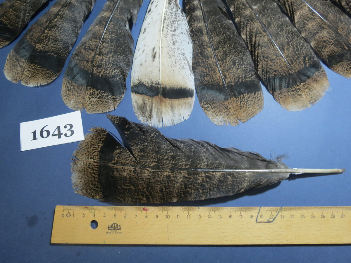 16 Pcs Brown Turkey Tail Feathers, Fly Tying Materials,Rare Feathers (1643)