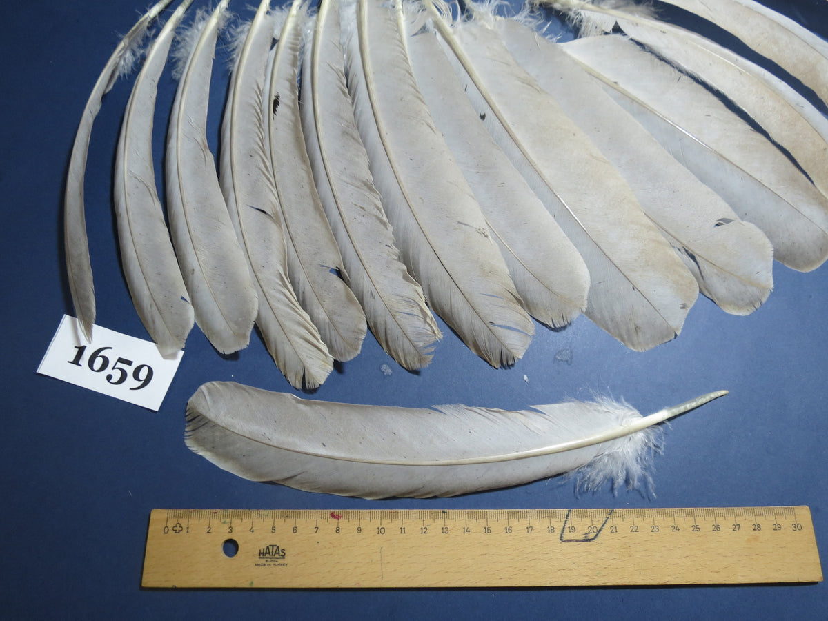 22 Pcs Lilac Natural Turkey Wing Feathers, Fly Tying Materials, (1659)