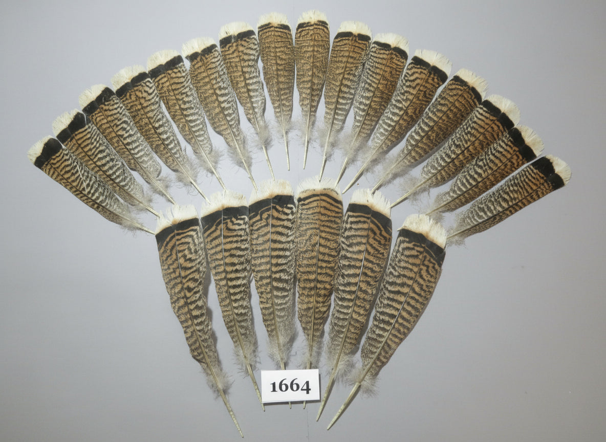 22 Pcs Natural Turkey Tail Feathers, Fly Tying Materials,Long Feathers. (1664)
