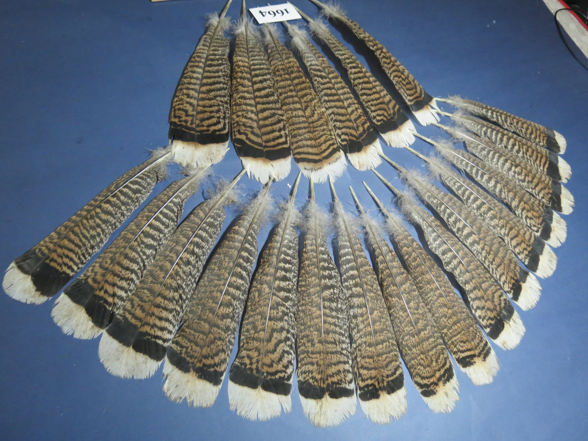 22 Pcs Natural Turkey Tail Feathers, Fly Tying Materials,Long Feathers. (1664)