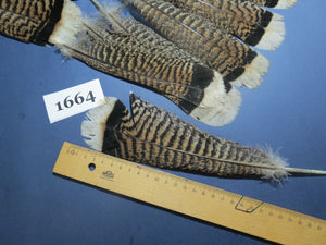 22 Pcs Natural Turkey Tail Feathers, Fly Tying Materials,Long Feathers. (1664)