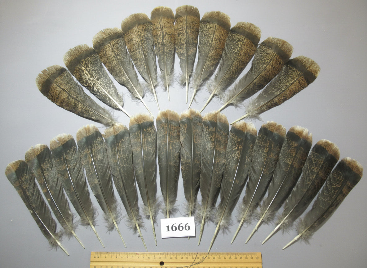 24 Pcs Brown Turkey Tail Feathers, Fly Tying Materials,Rare Feathers (1666)