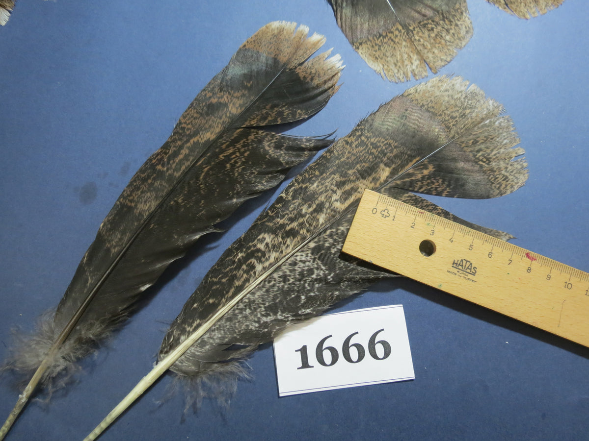 24 Pcs Brown Turkey Tail Feathers, Fly Tying Materials,Rare Feathers (1666)