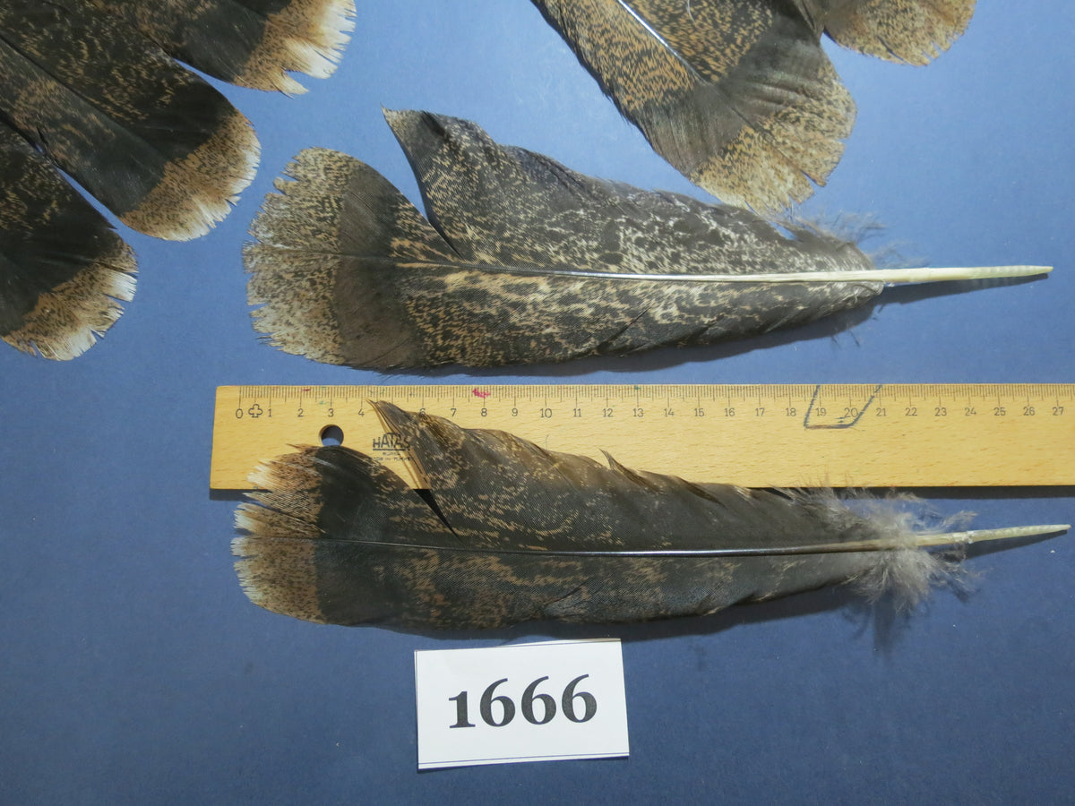 24 Pcs Brown Turkey Tail Feathers, Fly Tying Materials,Rare Feathers (1666)