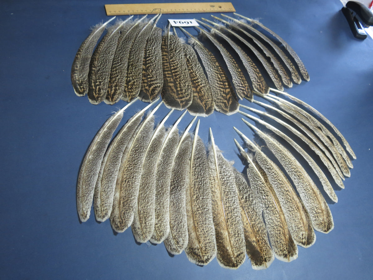 32 Pcs Natural Turkey Wing Feathers, Fly Tying Materials, Long Feathers. (1694)