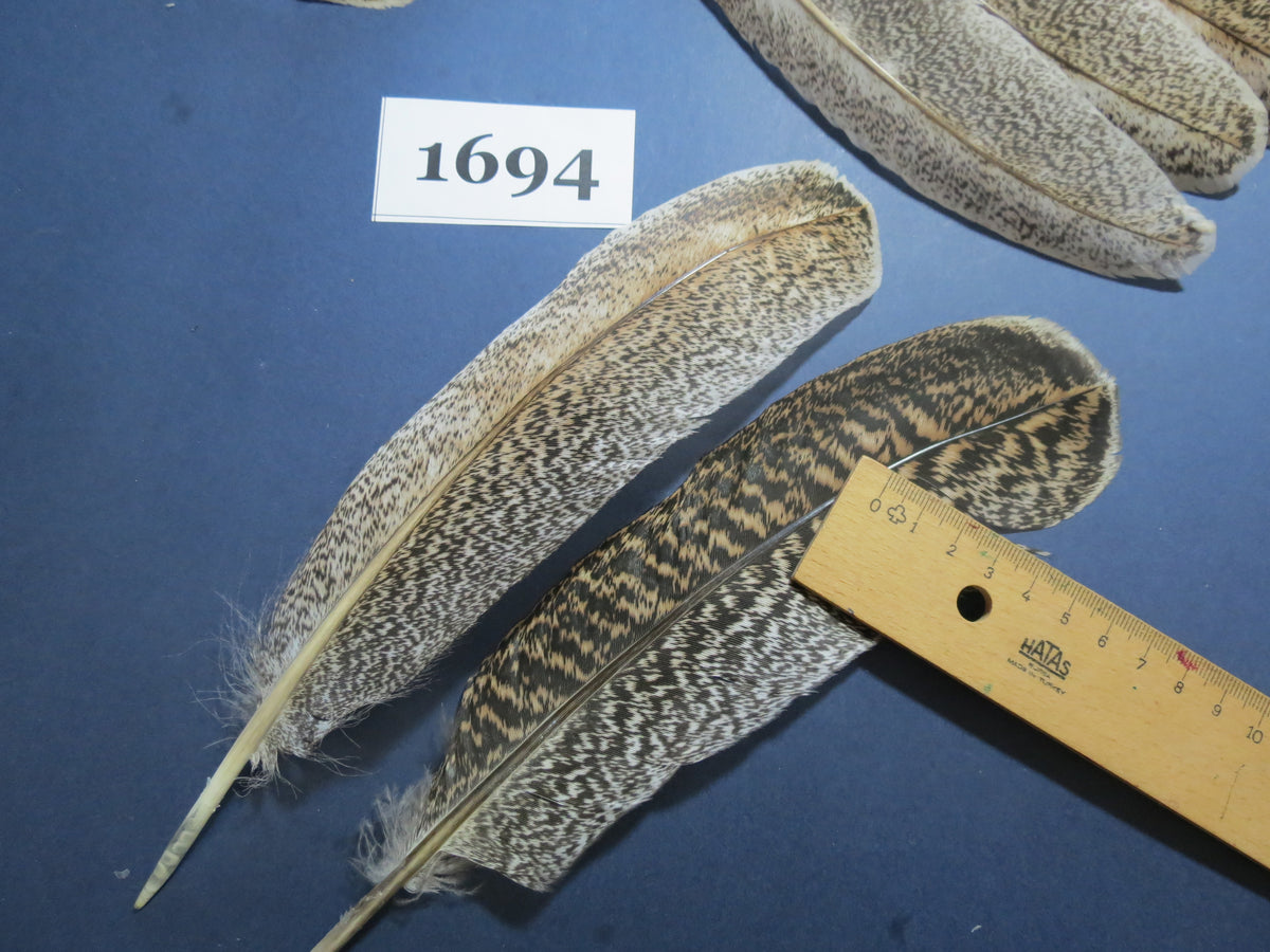 32 Pcs Natural Turkey Wing Feathers, Fly Tying Materials, Long Feathers. (1694)