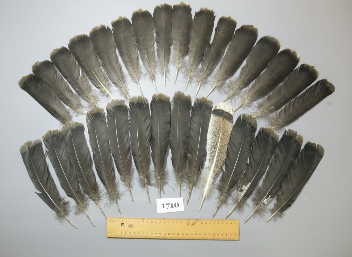 30 Pcs Black Turkey Tail Feathers, Fly Tying Materials,Long Feathers (1710)