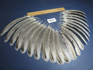 22 Pcs Natural Turkey Wing Feathers, Fly Tying Materials, Long Feathers. (1730)