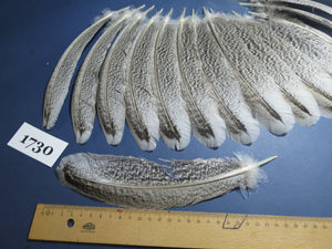 22 Pcs Natural Turkey Wing Feathers, Fly Tying Materials, Long Feathers. (1730)
