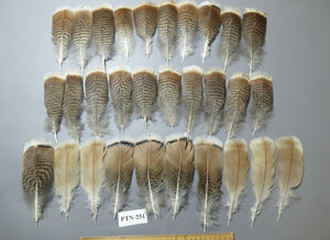 30 Pcs Natural Turkey Pre-Tail Feathers, Fly Tying Materials,Small Tails PTN-251