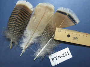 30 Pcs Natural Turkey Pre-Tail Feathers, Fly Tying Materials,Small Tails PTN-251