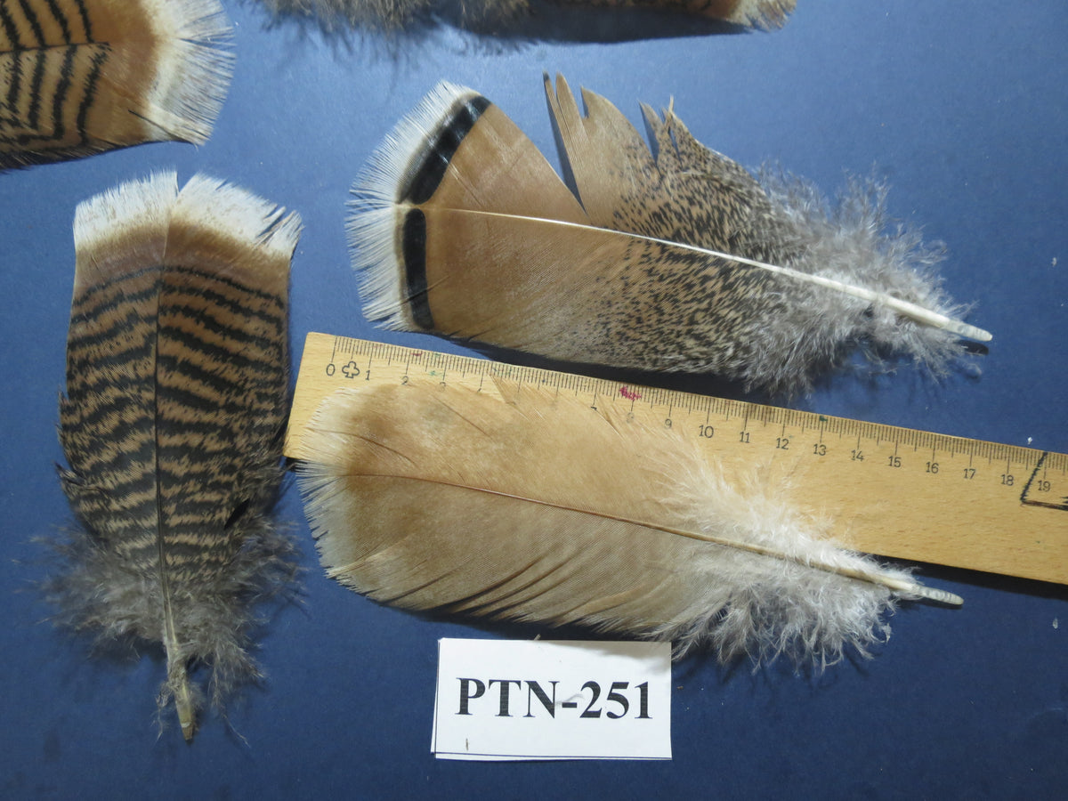 30 Pcs Natural Turkey Pre-Tail Feathers, Fly Tying Materials,Small Tails PTN-251