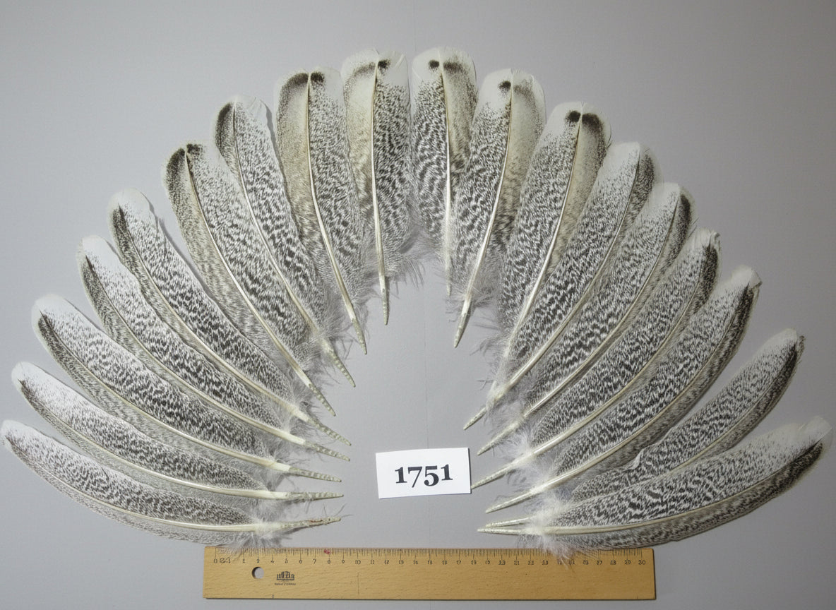 18 Pcs Natural Turkey Wing Feathers, Fly Tying Materials, Long Feathers. (1751)