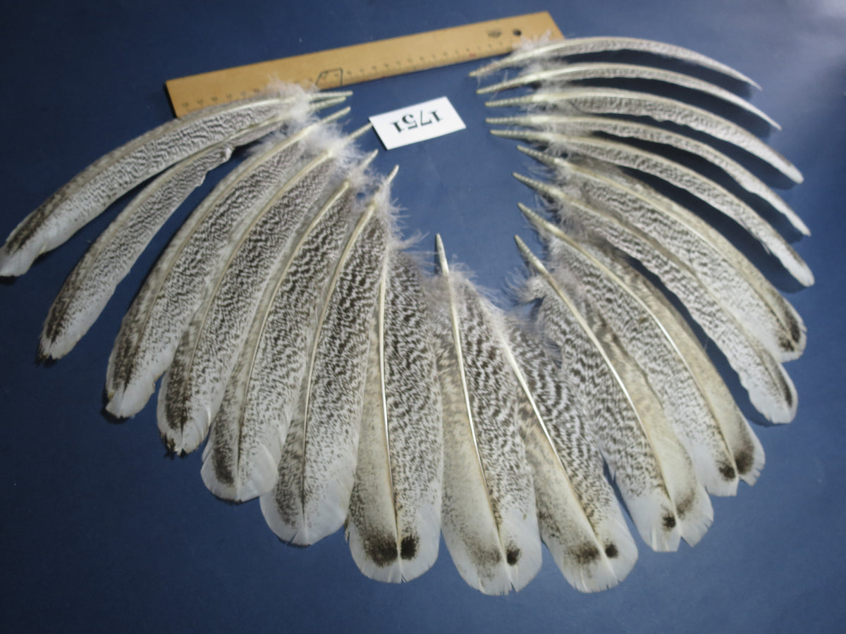 18 Pcs Natural Turkey Wing Feathers, Fly Tying Materials, Long Feathers. (1751)