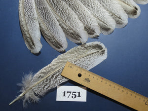 18 Pcs Natural Turkey Wing Feathers, Fly Tying Materials, Long Feathers. (1751)