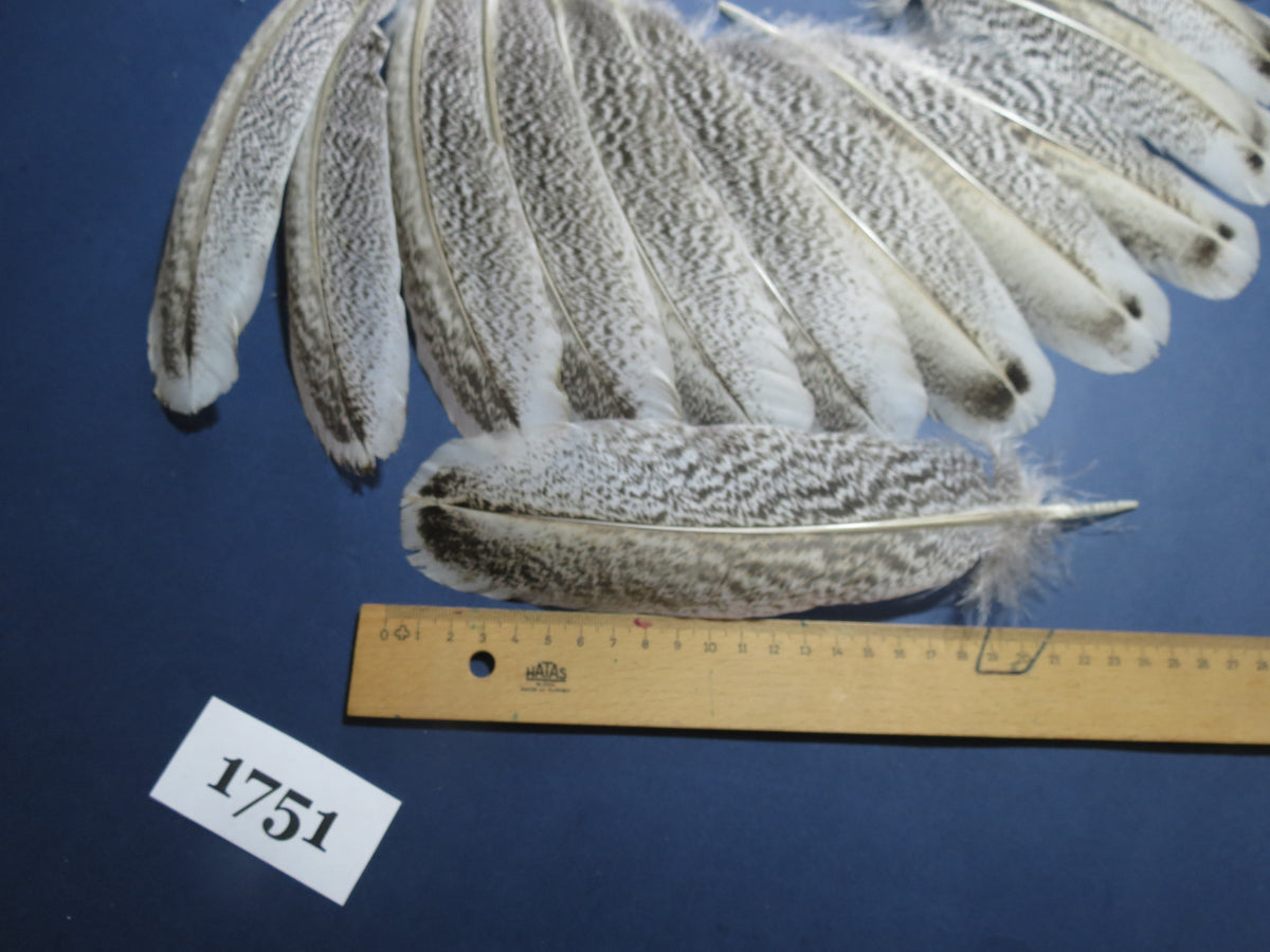 18 Pcs Natural Turkey Wing Feathers, Fly Tying Materials, Long Feathers. (1751)