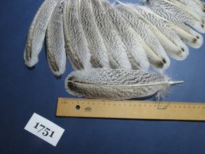 18 Pcs Natural Turkey Wing Feathers, Fly Tying Materials, Long Feathers. (1751)