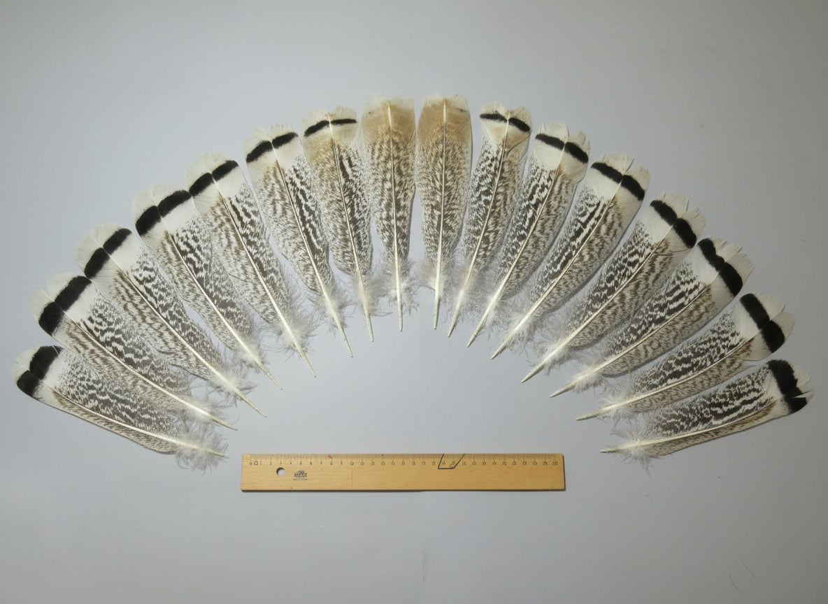 16 Pcs Natural Turkey Tail Feathers, Fly Tying Materials,Long Feathers. (1752)