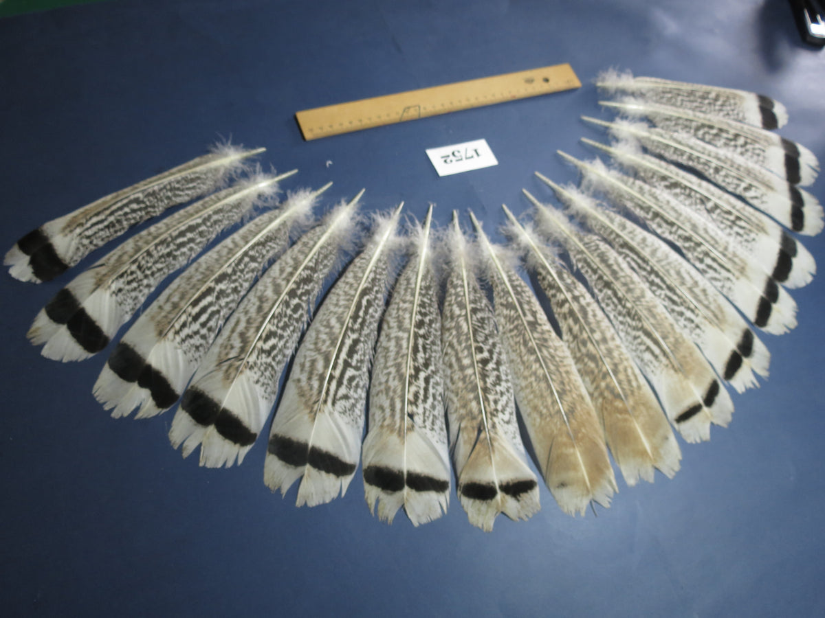 16 Pcs Natural Turkey Tail Feathers, Fly Tying Materials,Long Feathers. (1752)