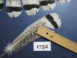 16 Pcs Natural Turkey Tail Feathers, Fly Tying Materials,Long Feathers. (1752)