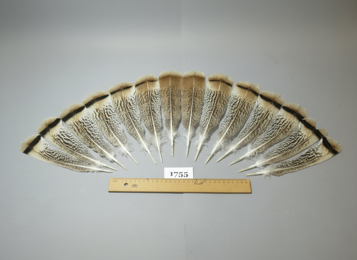 14 Pcs Natural Turkey Tail Feathers, Fly Tying Materials,Long Feathers. (1755)
