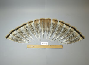 14 Pcs Natural Turkey Tail Feathers, Fly Tying Materials,Long Feathers. (1755)
