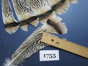 14 Pcs Natural Turkey Tail Feathers, Fly Tying Materials,Long Feathers. (1755)