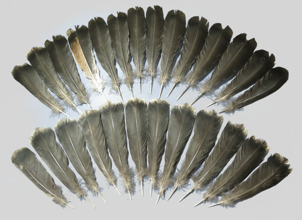 26 Pcs Natural Turkey Tail Feathers, Fly Tying Materials,Long Feathers. (1756)