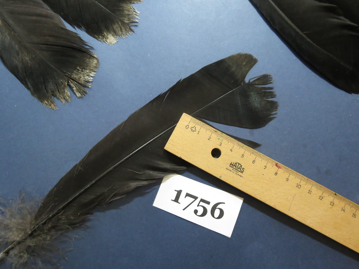 26 Pcs Natural Turkey Tail Feathers, Fly Tying Materials,Long Feathers. (1756)