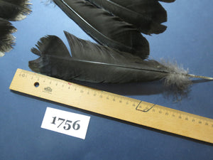 26 Pcs Natural Turkey Tail Feathers, Fly Tying Materials,Long Feathers. (1756)