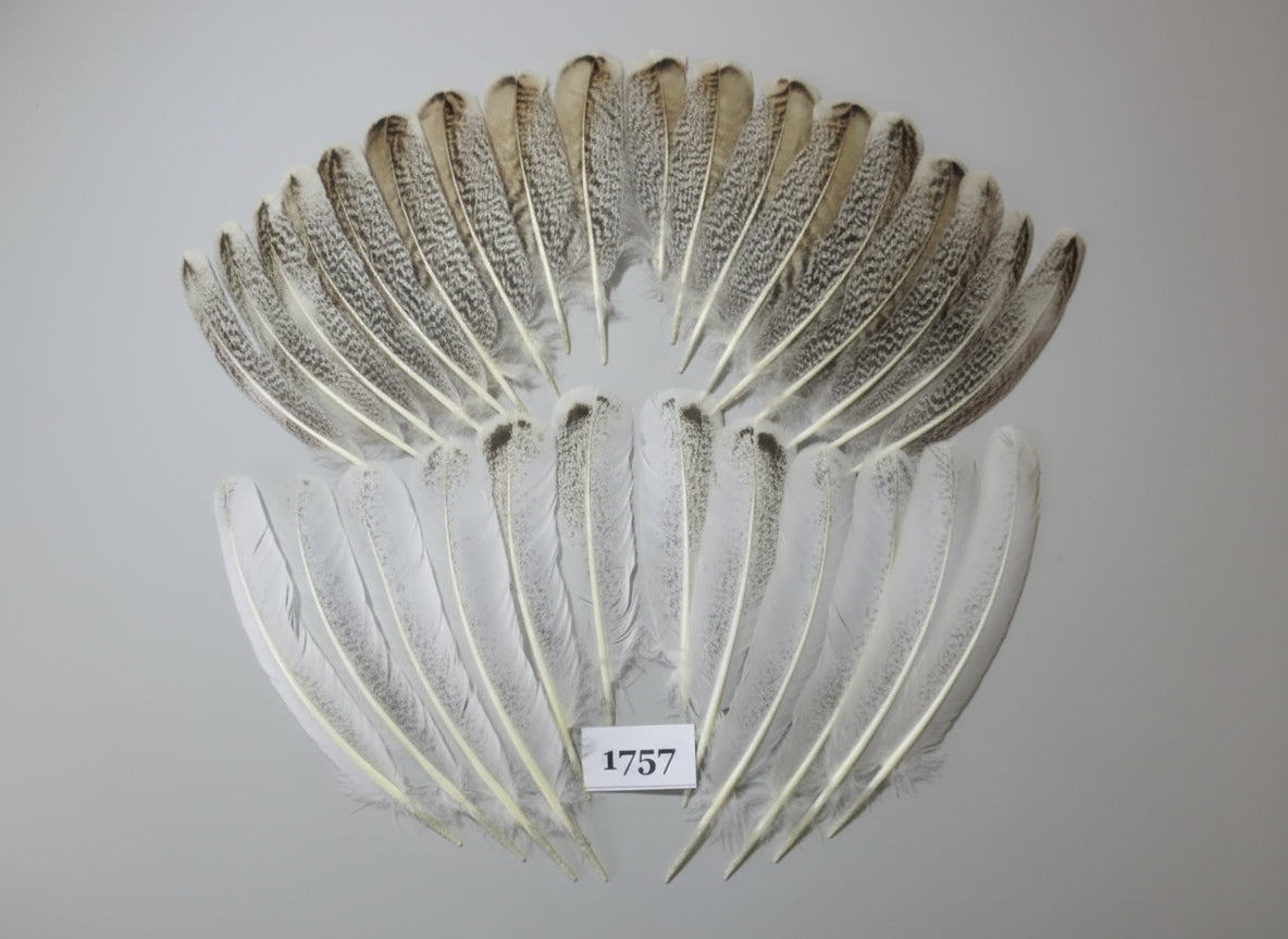 30 Pcs Natural Turkey Wing Feathers, Fly Tying Materials, Long Feathers. (1757)
