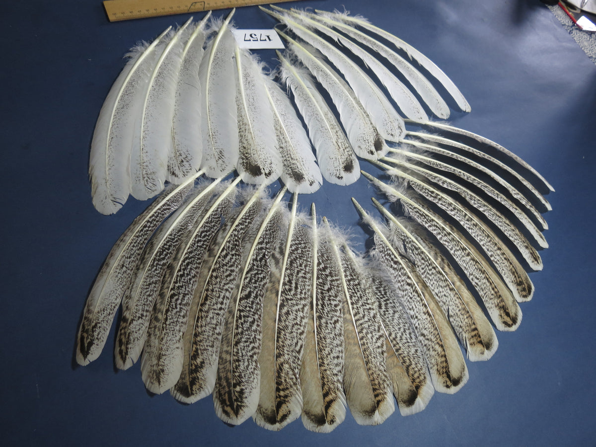 30 Pcs Natural Turkey Wing Feathers, Fly Tying Materials, Long Feathers. (1757)