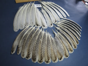 30 Pcs Natural Turkey Wing Feathers, Fly Tying Materials, Long Feathers. (1757)