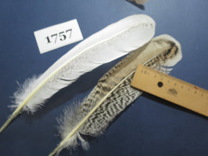 30 Pcs Natural Turkey Wing Feathers, Fly Tying Materials, Long Feathers. (1757)