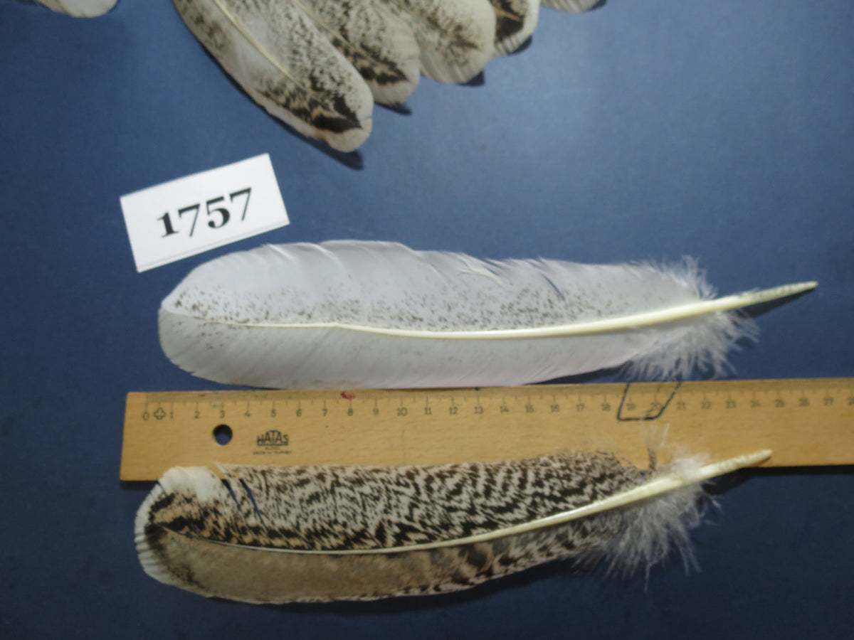 30 Pcs Natural Turkey Wing Feathers, Fly Tying Materials, Long Feathers. (1757)