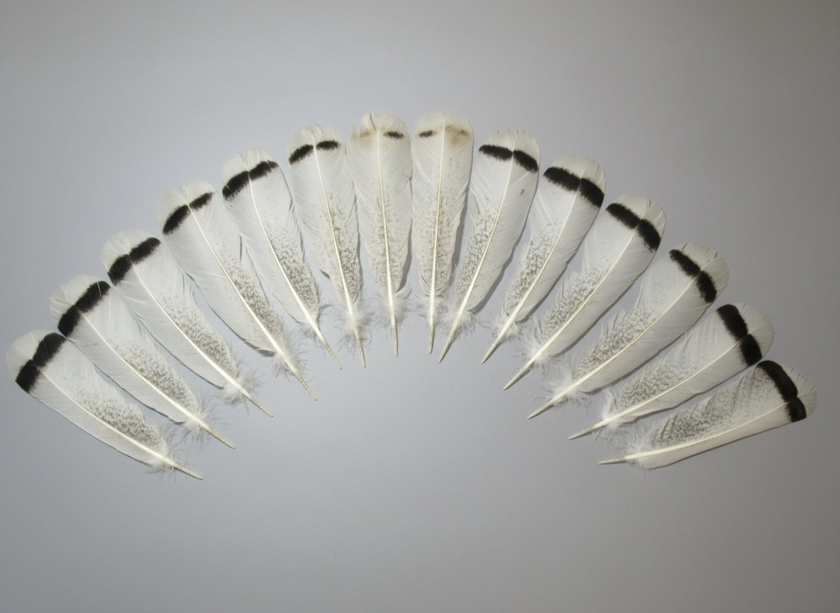 14 Pcs Natural Turkey Tail Feathers, Fly Tying Materials,Long Feathers. (1768)