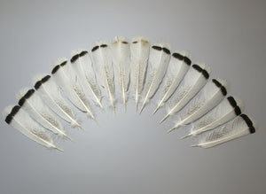 14 Pcs Natural Turkey Tail Feathers, Fly Tying Materials,Long Feathers. (1768)