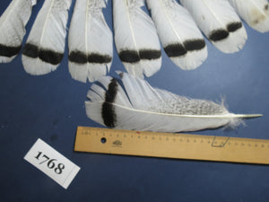 14 Pcs Natural Turkey Tail Feathers, Fly Tying Materials,Long Feathers. (1768)