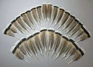 30 Pcs Natural Turkey Tail Feathers, Fly Tying Materials,Long Feathers. (1784)