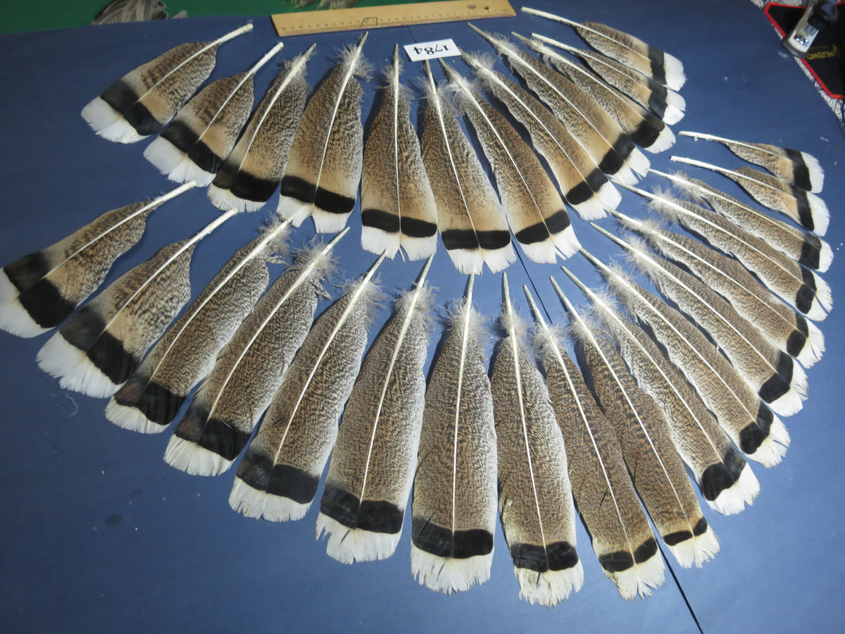 30 Pcs Natural Turkey Tail Feathers, Fly Tying Materials,Long Feathers. (1784)