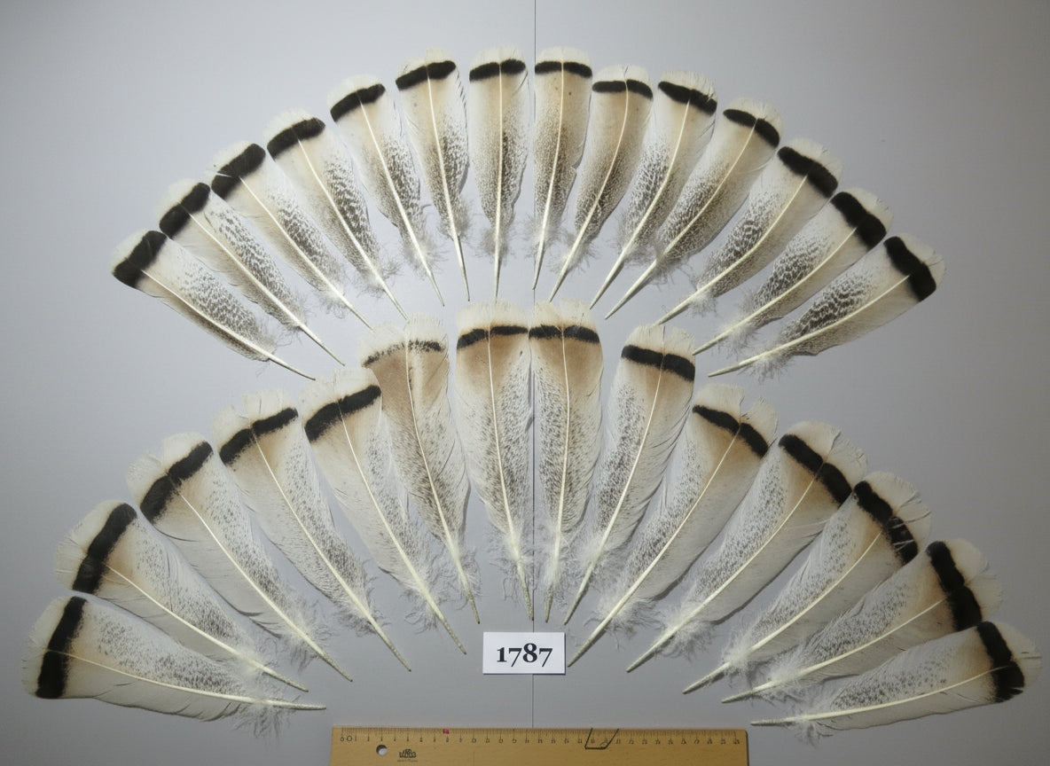 28 Pcs Natural Turkey Tail Feathers, Fly Tying Materials,Long Feathers. (1787)