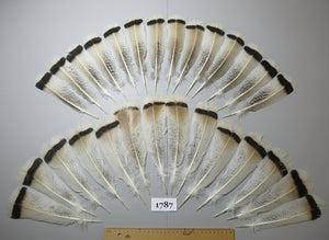 28 Pcs Natural Turkey Tail Feathers, Fly Tying Materials,Long Feathers. (1787)