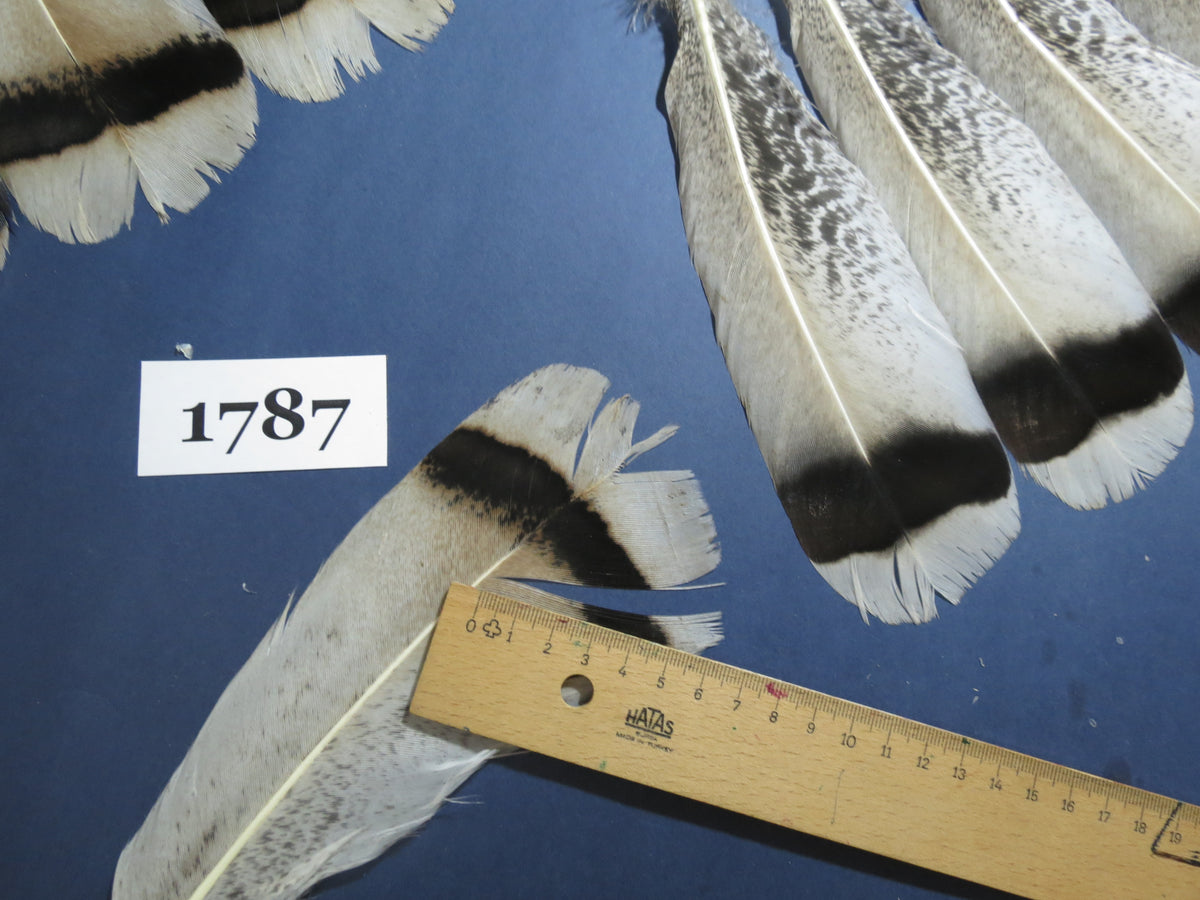 28 Pcs Natural Turkey Tail Feathers, Fly Tying Materials,Long Feathers. (1787)