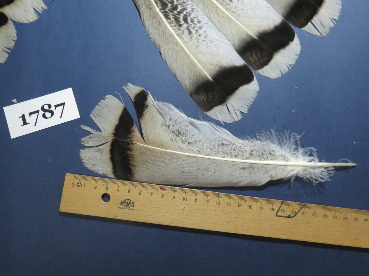 28 Pcs Natural Turkey Tail Feathers, Fly Tying Materials,Long Feathers. (1787)
