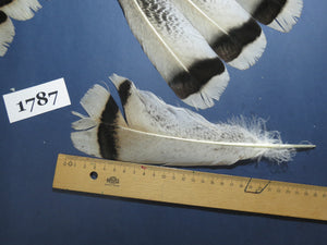 28 Pcs Natural Turkey Tail Feathers, Fly Tying Materials,Long Feathers. (1787)